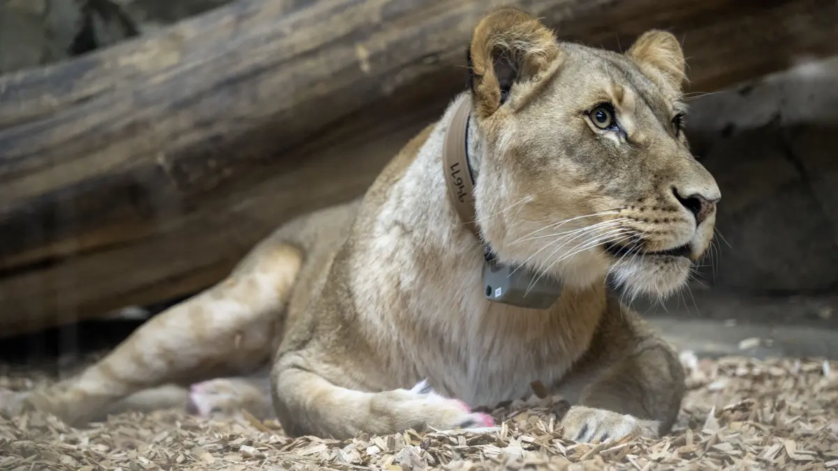 Löwen im Zoo Berlin sammeln Daten für innovatives KI-Forschungsprojekt. Dafür wurden ihnen Halsbänder angelegt, die ähnlich wie Fitnesstracker funktionieren.