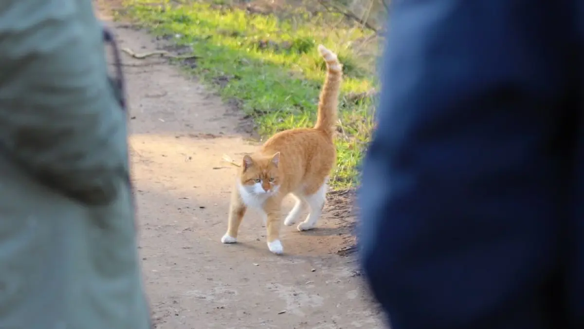 Mitarbeiter des Ordnungsamtes und Tierschützer auf gemeinsamer Tour in einer Kleingartenanlage. Ein zahmer, unkastrierter Kater läuft ihnen fast in die Arme.
Mitarbeiter des Ordnungsamtes und Tierschützer auf gemeinsamer Tour in einer Kleingartenanlage. Ein zahmer, unkastrierter Kater läuft ihnen fast in die Arme.