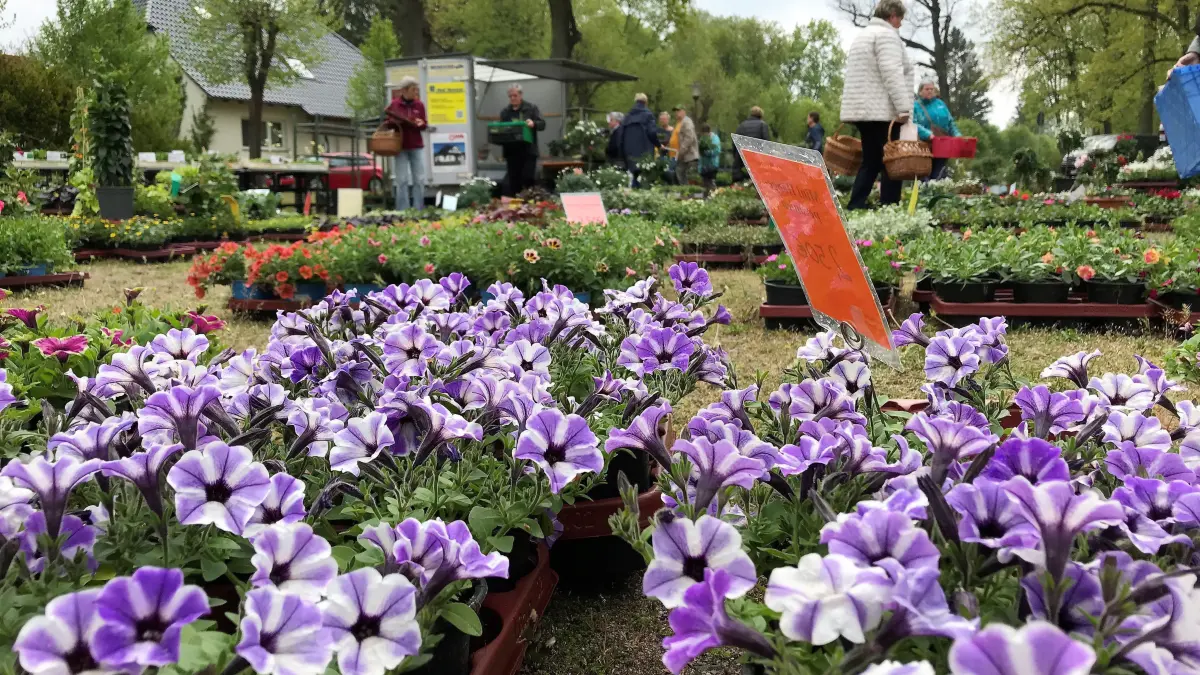 Pflanzen– und Blumenmarkt Müllrose: Müllrose. Pflanzen- und Blumenmarkt Müllrose. 05.05.2022. Foto: Frank Groneberg
Einverständnis für Veröffentlichung wurde mündlich erteilt.