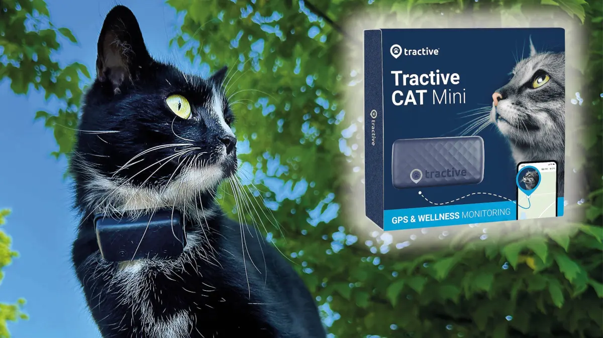 Sitzt und stört nicht: Einen solchen GPS-Tracker bekommen die ausgewählten Teilnehmer der Aktion „Krasse Katzen“ für ihr Haustier ausgeliehen. Er wurde hausintern von mehreren Katzenhaltern getestet und für sehr gut befunden.