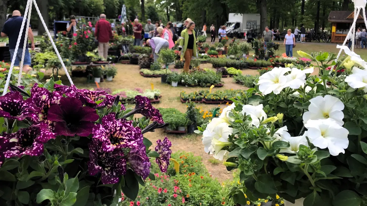 Müllrose. Blumen- und Pflanzenmarkt auf der Festwiese. Foto vom 09.05.2024 Foto: Frank Groneberg