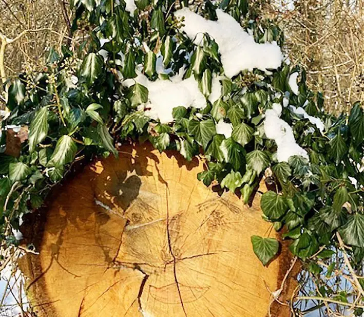 Winterbaumstumpf