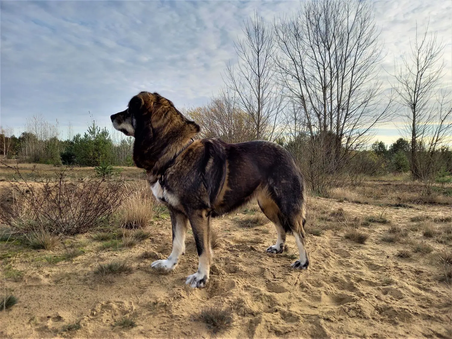 Steppenwolf? Hündin Zami kommt aus einem rumänischen Tierheim im Ort Smeura aus der Region, die früher Walachei genannt wurde.