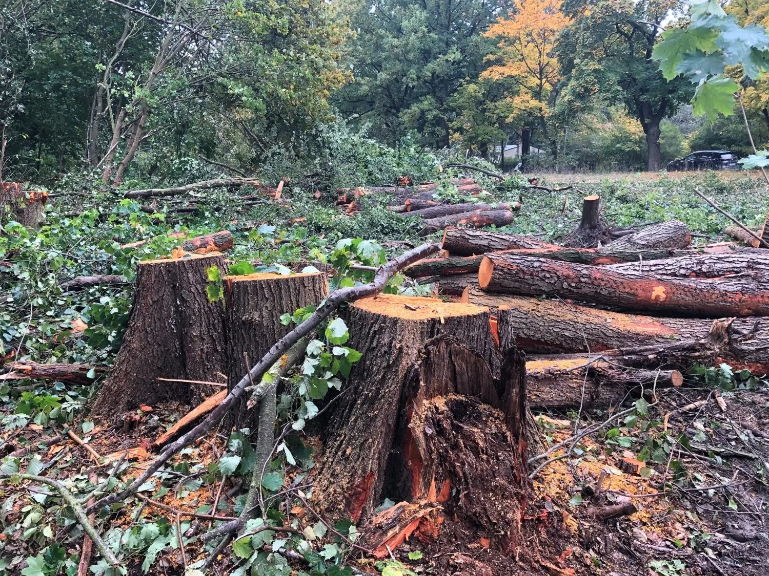 Mitte Oktober: Anwohner bemerken massive Rodungen im Naturschutz- und Landschaftsschutzgebiet am Kiessee in Schildow. Alwin Schuster von der Baumschutzinitiative schaltet sich ein, der Landkreis reagiert schnell und stoppt die illegalen Baumfällungen.