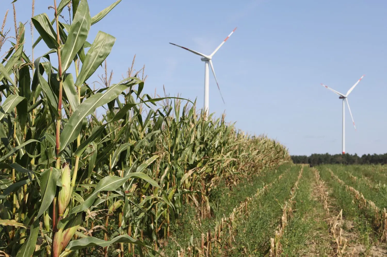 In diesem Maisfeld an der Straße zwischen Sembten und Gross Breesen ist zum ersten Mal in Deutschland ein mit der Afrikanischen Schweinepest infiziertes Wildschein gefunden worden.