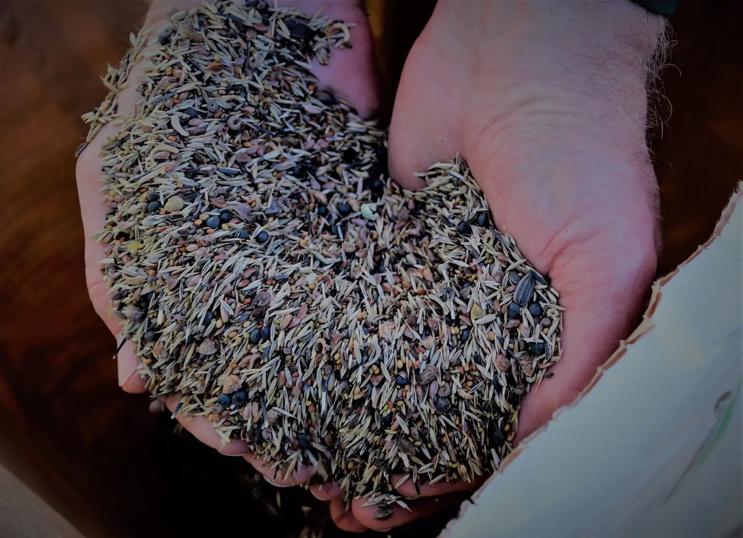 Mitglieder des Vereins „FrohLaWi" haben Saatgut auf die Pachtfläche auf dem Stolper Feld ausgebracht. Die Pflanzen sollen den Boden verbessern und Insekten Nahrung bieten.
