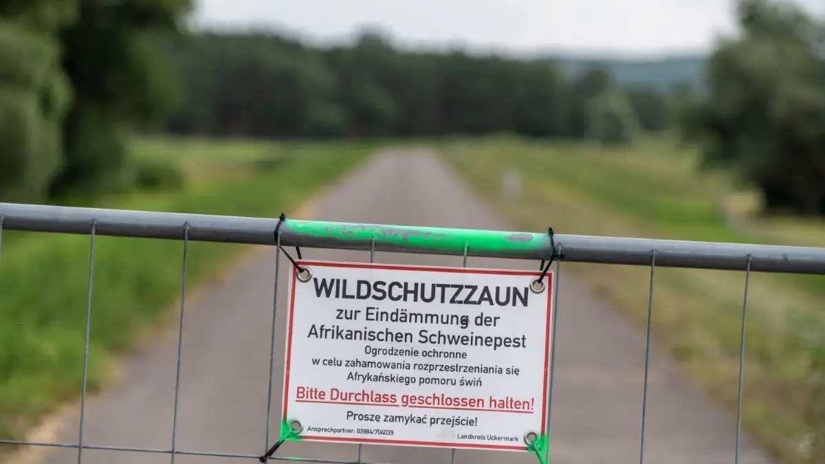Der Schutzzaun gegen die Afrikanische Schweinepest (ASP) reicht inzwischen bis hoch in die Uckermark. Auch in Märkisch–Oderland gibt es ihn entlang des Oderdeiches.
Stolpe, 06.08.2021: Schutzzaun gegen die Afrikanische Schweinepest (ASP) am Deich in Stützkow
