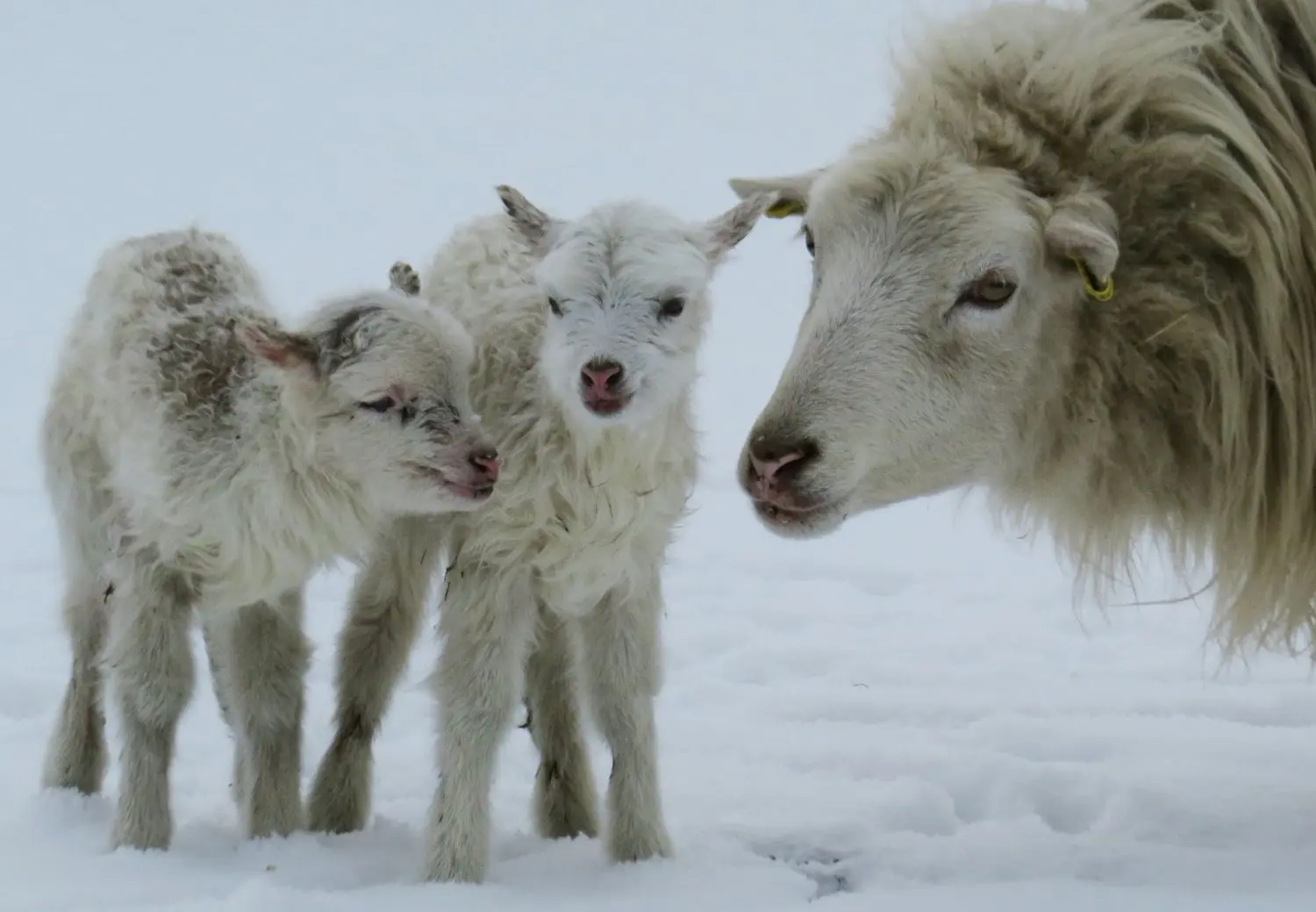 Schafe im Winter