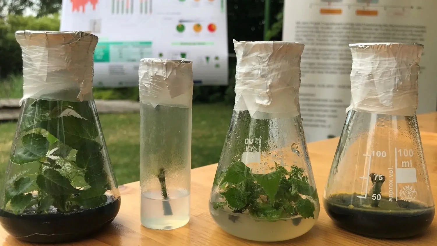So fängt es an: Anzucht von Bäumen „in vitro“, also im Glas.