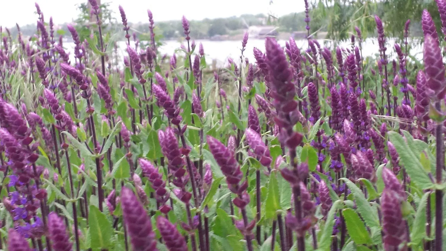 In der Straße „Am See 16“ ist nicht nur das Haus der Gildenhallerin Christiane Hoppe beeindruckend, sondern auch der Garten. Beides sehen Besucher von „Hereinspaziert“ am 12. Juni.
