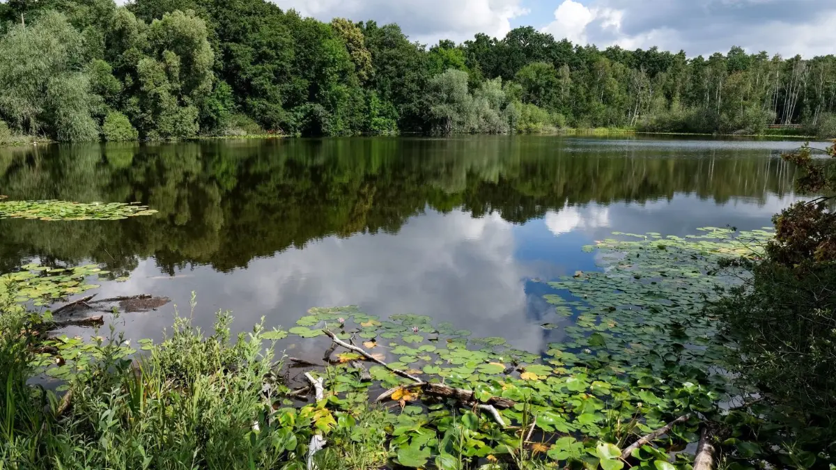 Die Wolken und die Ufervegetation spiegeln sich ruhigen Wasser des Teufelssees im Naturschutzgebiet Teufelsmoor in Köpenick zwischen Müggelsee und Müggelturm. Das Moor kann auf einem Steg überquert werden. Hier befindet sich auch ein Naturlehrpfad und ein Lehrkabinett Teufelssee der Berliner Forsten.
Die Wolken und die Ufervegetation spiegeln sich ruhigen Wasser des Teufelssees im Naturschutzgebiet Teufelsmoor in Köpenick zwischen Müggelsee und Müggelturm. Das Moor kann auf einem Steg überquert werden. Hier befindet sich auch ein Naturlehrpfad und ein Lehrkabinett Teufelssee der Berliner Forsten.