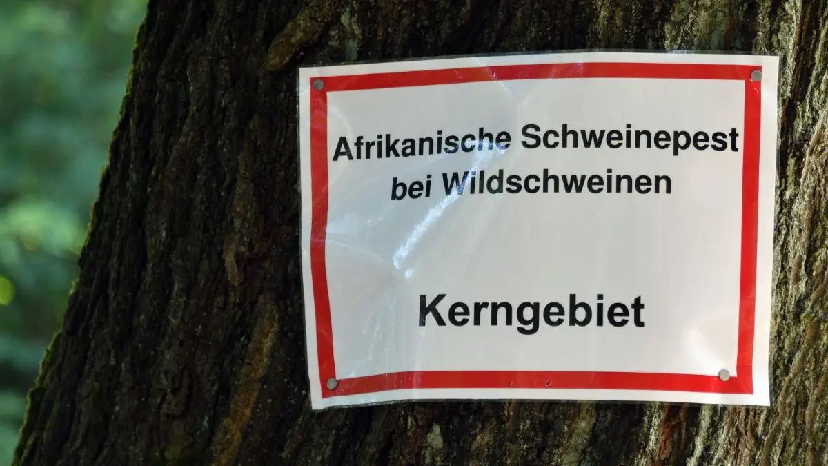 Kerngebiet der ASP: In der Zone um Neuzelle (Oder–Spree) gibt es viele Restriktionen für die Land– und Forstwirtschaft sowie für Jäger
ARCHIV - 12.09.2020, Brandenburg, Groß Drewitz: Die Aufschrift: «Afrikanische Schweinepest bei Wildschweinen Kerngebiet» steht auf einem Schild an einem Baum. In Brandenburg gibt es mittlerweile 20 bestätigte Fälle der Afrikanischen Schweinepest. Fieberhaft wird nach verendeten Wildschweinen gesucht, jetzt auch mit speziellen Hunden. Foto: Bernd Settnik/dpa-Zentralbid/dpa +++ dpa-Bildfunk +++
