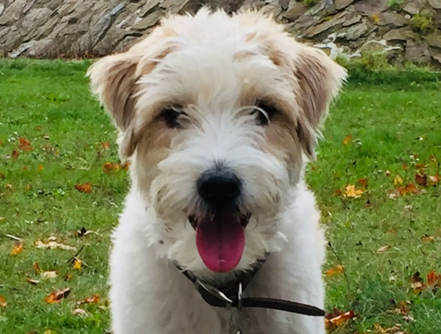 Der Parson-Russel-Terrier "Linus" weckte Besitzerin Tanja Bienek und weitere Bewohner im Nachbarhaus. Sie alarmierten die Feuerwehr, die mit rund 70 Einsatzkräften am frühen Montagmorgen einen Großbrand im Lager der Kremmener Firma Dachsanierung Schmidtsdorf löschten. Personen wurden durch das Feuer in der Altstadt nicht verletzt. Als Ursache wird ein technischer Defekt vermutet.