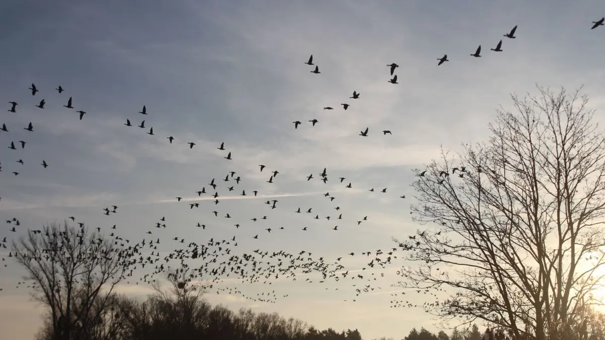 Naturschauspiel: tausende Zugvögel sind derzeit am Kanal und am Kietzer See zu beobachten.
altfrediland