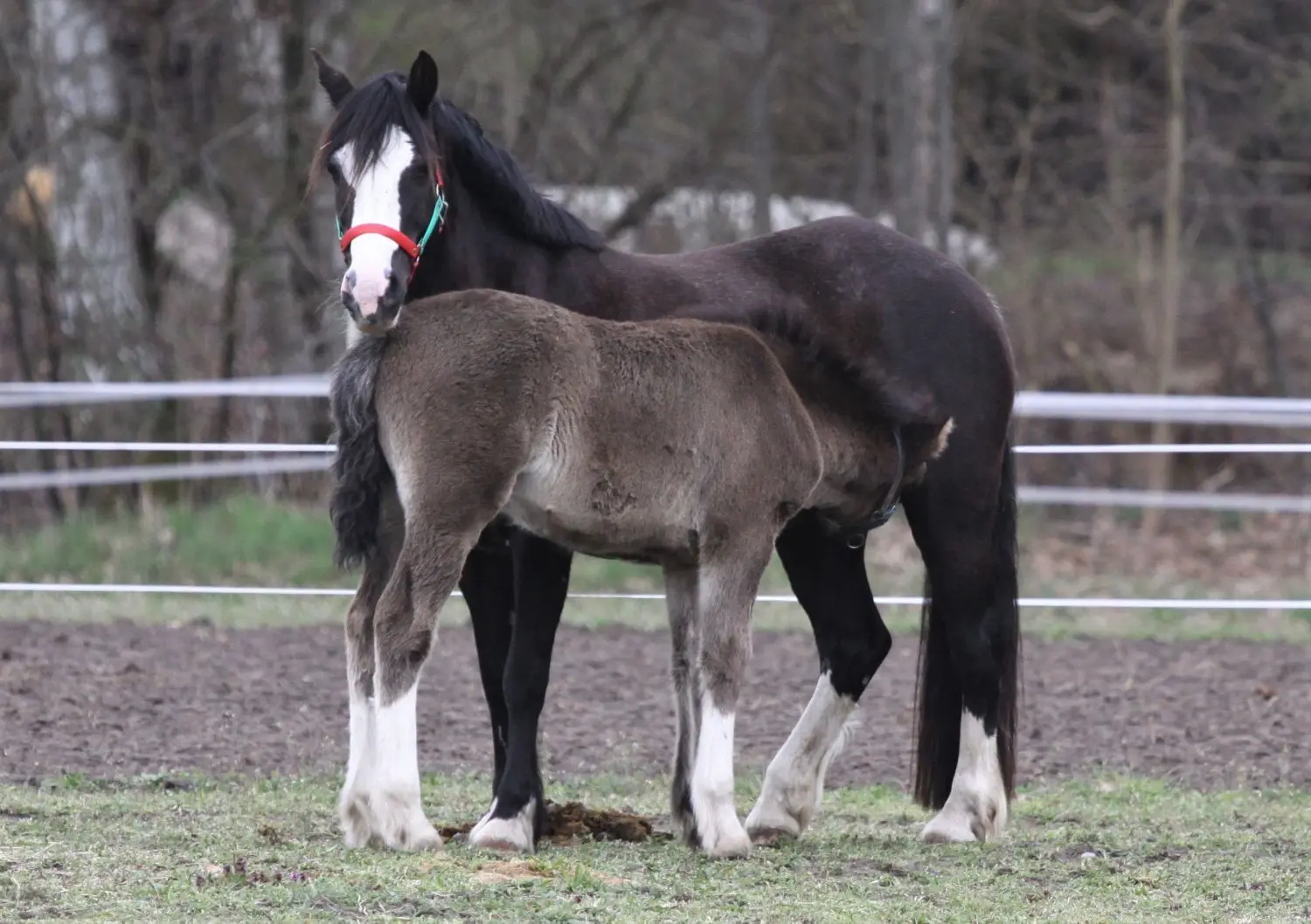 Nachwuchs auf dem Ponyhof in Briescht: Das süße Fohlen Gigalo's Boy von Stute Lady, deren weiches Fell zum Streicheln und Kuscheln lockt, wartet coronabedingt vergeblich auf die Kinder, die in Tauche das kleine und große Pferde-ABC lernen.
