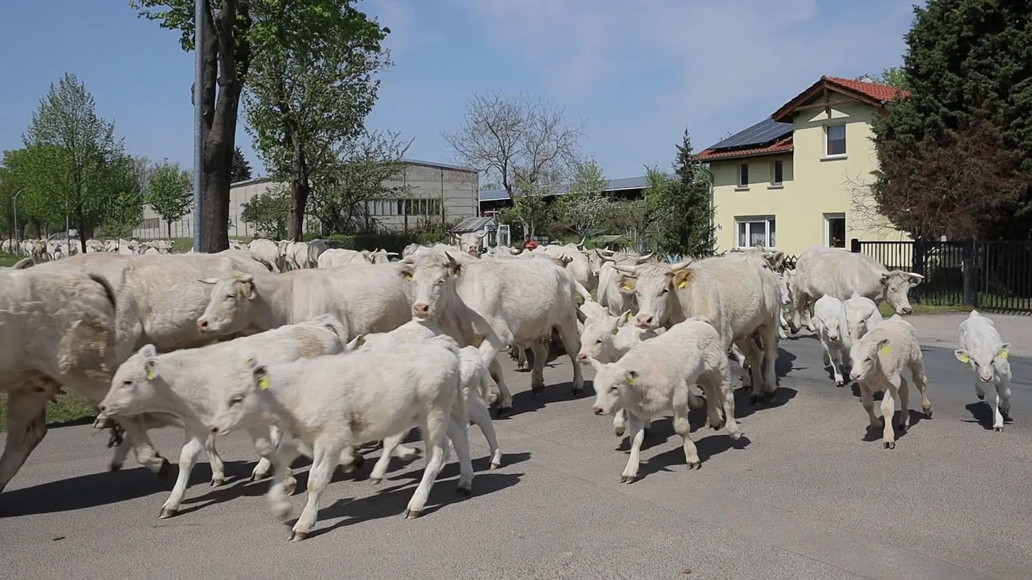 Ein Spektakel, was es nicht oft zu sehen gibt: Vom Stall im Taucher Ortsteil Kossenblatt geht es für 125 Kühe und 80 Kälber der Agrargenossenschaft Ranzig in flottem Tempo auf die Weide.