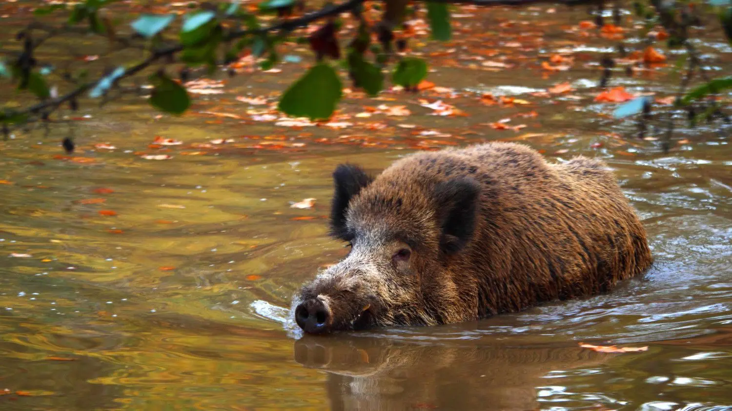 Oder-Spree meldet erste Erfolge bei der Bekämpfung der Afrikanischen Schweinepest.Amtstierärztin Petra Senger berichtet, dass zwar tote Schweine gefunden werden, die Kadaver aber noch frisch seien – das wiederum spreche für eine bessere Begrenzung der Ausbruchhotspots der Seuche.