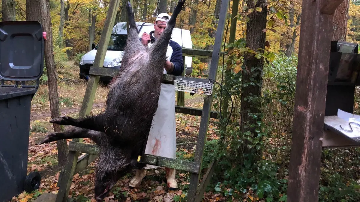 Aufgebockt und fertig zum Aufbrechen: Fleischer Martin Schulze zerlegt am Forsthaus Kleine Heide in Fürstenwalde ein Wildschwein.
Drückjagd im Stadtforst Fürstenwalde