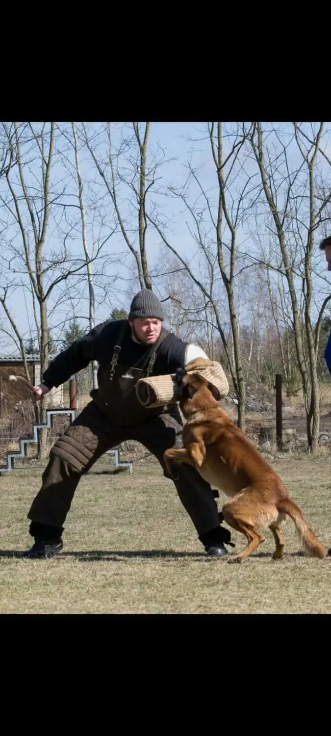 Es wird auch etwas zu sehen geben am Sonnabend: Übungen aus der Schutzhunde-Ausbildung zum Beispiel. Hier zeigt Thomas Lichtenfeld, wie er einem Hund beibringt, einen ungebetenen Gast zu stellen.