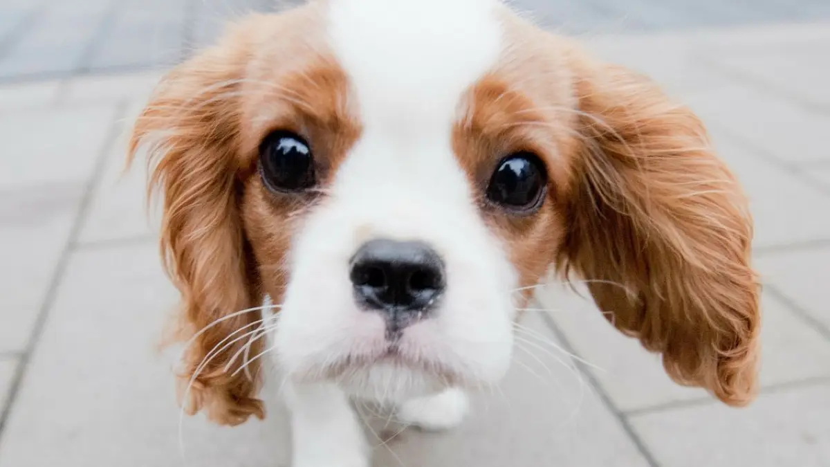 Hunde gelten landläufig als die besten Freunde der Menschen und auch in Schwedt leben viele kleine und große Fellnasen. Wie kann das Zusammenleben noch stressfreier werden?
ARCHIV - Zum Themendienst-Bericht von Katja Sponholz vom 29. Juli 2022: Als soziale Lebewesen ist es auch für Hunde von Vorteil, sich in andere hineinversetzen zu können. Das hilft, um ein Verhalten vorhersagen zu können und etwa zu merken: Wenn der andere zornig ist und ich näherkomme, werde ich attackiert. Foto: Julian Stratenschulte/dpa/dpa-tmn - Honorarfrei nur für Bezieher des dpa-Themendienstes +++ dpa-Themendienst +++