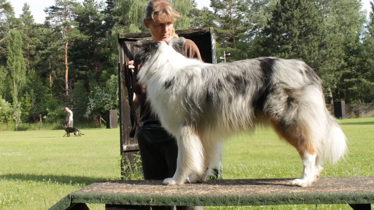Hundesport in Fürstenberg (Oder)