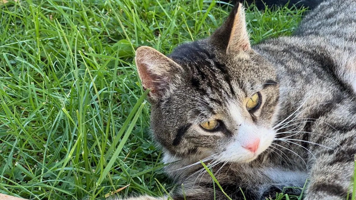 Krasse Katze Fred aus Burow