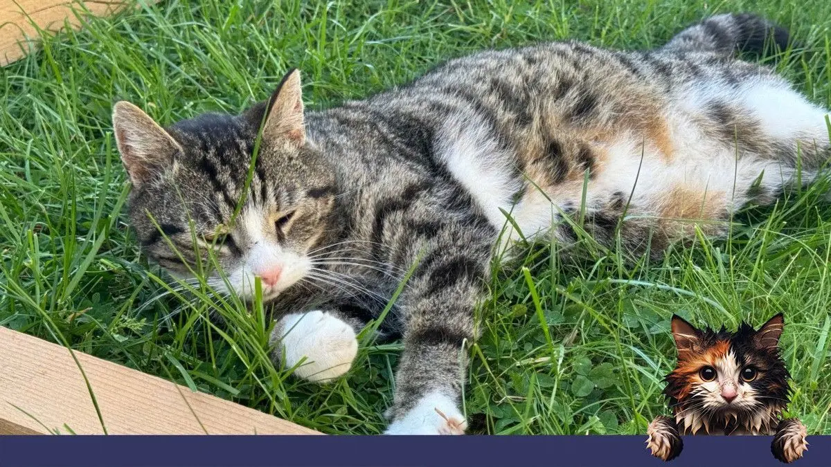 Im Gras und zwischen Blumen fühlt sich Fred besonders wohl. Nach einigen Jahren in Berlin lebt Kater Fred der Familie Both dauerhaft im Wochenendhaus im Großwoltersdorf Ortsteil Burow.