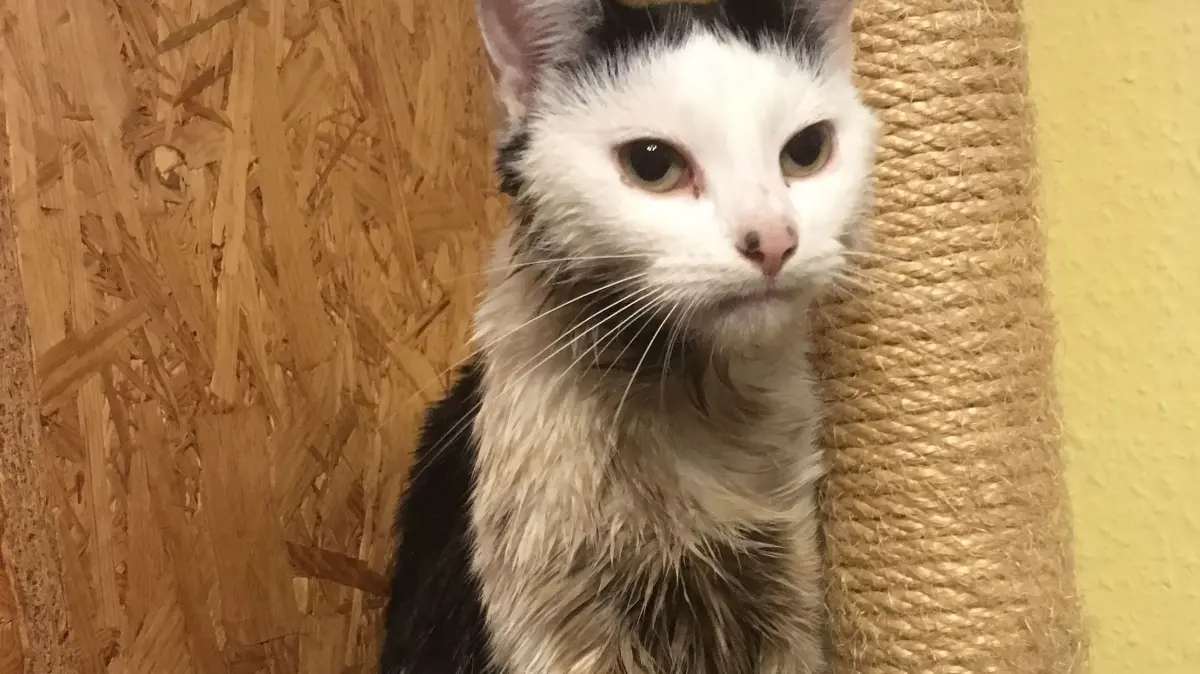 Katze Minette nach dem ersten Duschen: noch immer ist das Fell nicht weiß.