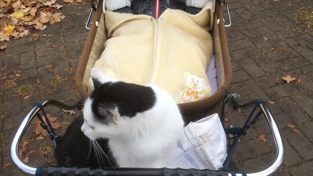 Madame Katze lässt sich schieben: Als der jüngste Sohn der Familie noch ein Baby war, nutze auch Minette den Kinderwagen.