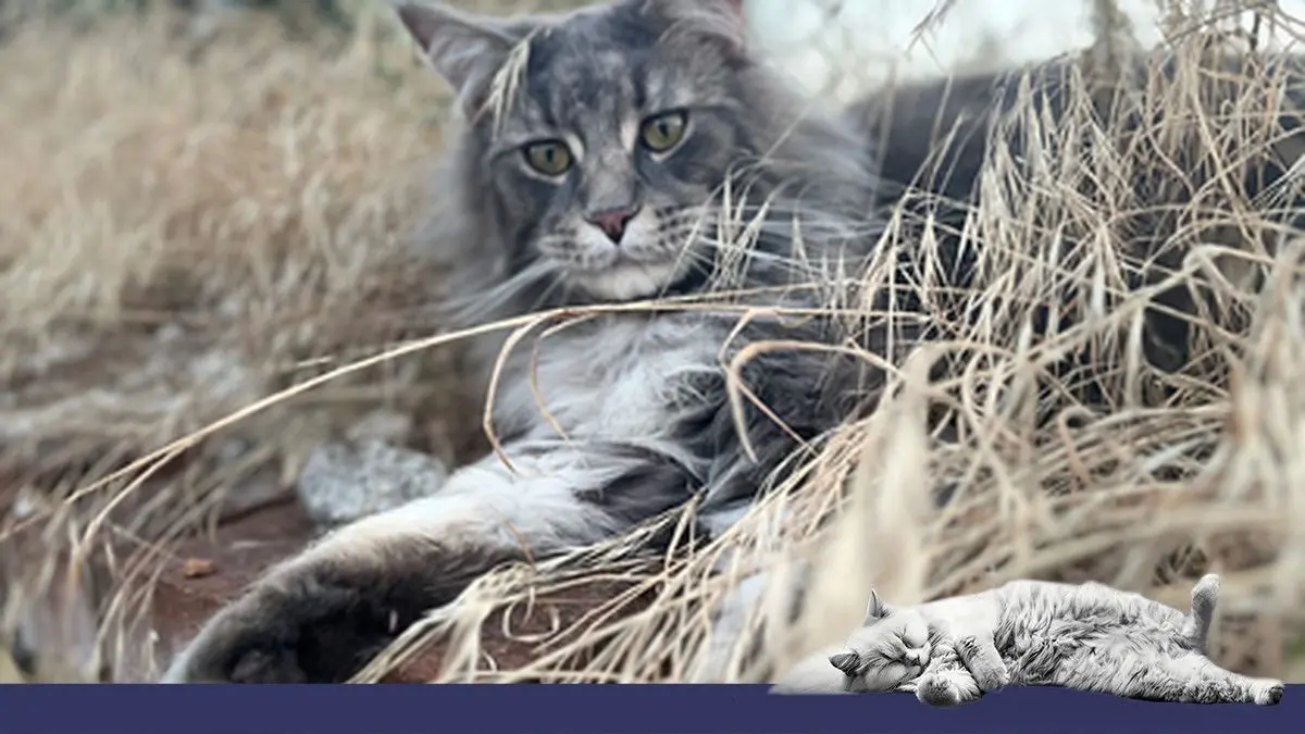 Geht seine eigenen Wege: der dreijährige Maine-Coon-Kater Elvis. Sein Hauptsitz ist in der Lindenstraße im Neißemünder Ortsteil Wellmitz.