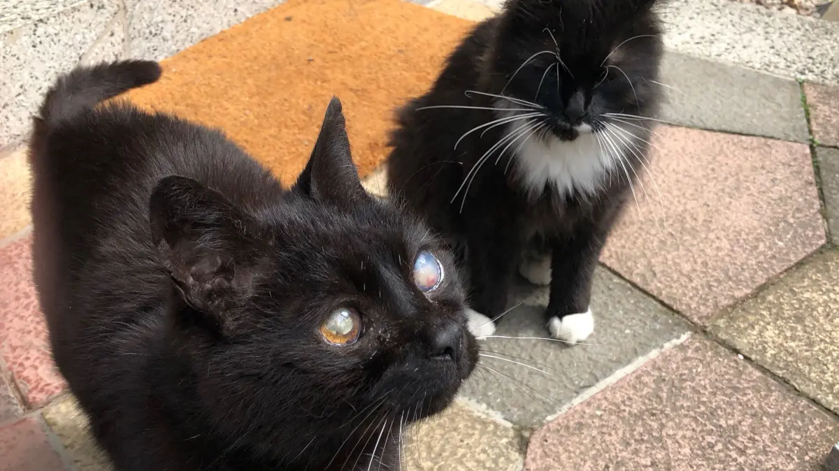 Früher noch etwas fremdelnd, doch jetzt sind die Wogen zwischen Fähnchen (l.) und Jonna geglättet.