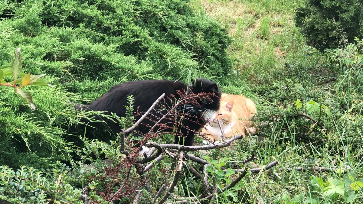 Jonna und sein wilder Kumpelkater Wolfgang Edelgard spielen gerne zusammen im Garten von Jonna's "Dosenöffnerin" Dany Lempe.