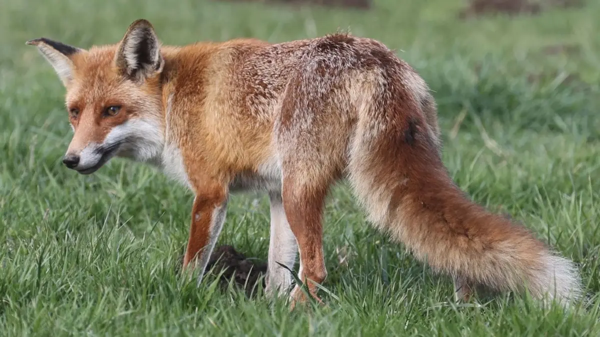Soll man Füchse in Brandenburg künftig mit besserer Technik schießen dürfen? Im Landtag wird dazu eine heftige Debatte erwartet. (Symbolbild)
Ein Fuchs steht auf einer Wiese des Biermannplatzes im Stadtteil Untermhaus. +++ dpa-Bildfunk +++