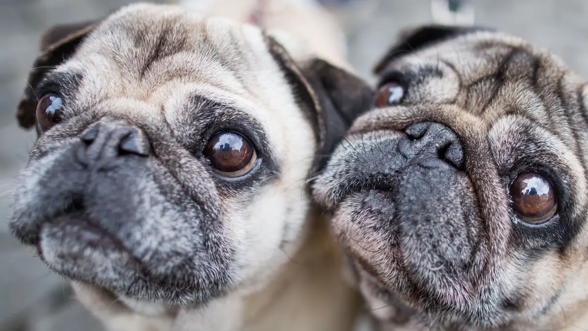 Zwei Möpse blicken in die Kamera des Fotografen: ARCHIV - Qualzuchten wie Möpse haben viele Probleme, vor allem mit ihrer Atmung. (zu dpa: «Hunde mit kurzen Nasen vor Grannen schützen») Foto: Frank Rumpenhorst/dpa/dpa-tmn - Honorarfrei nur für Bezieher des dpa-Themendienstes +++ dpa-Themendienst +++