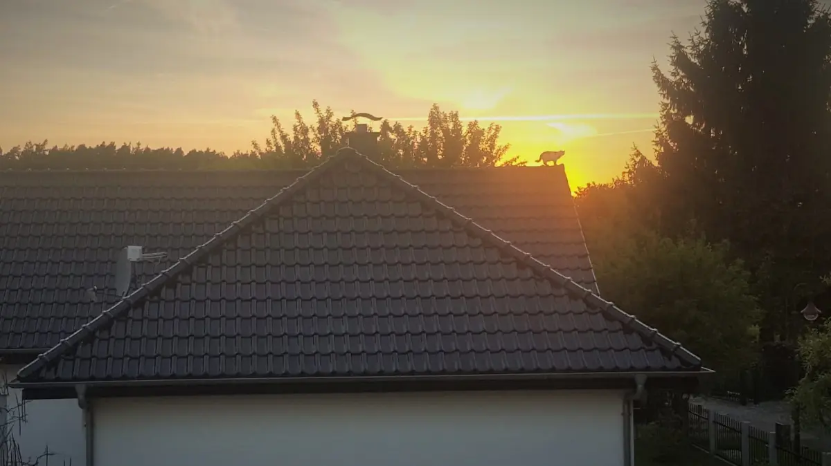 Der König der Löwen – zu seinem 5. Geburtstag zeigt Sammy auf dem Dach des Nachbarn, was für eine krasse Katze er ist.