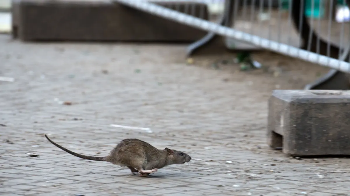 Rattenplage: ARCHIV - 08.04.2014, Berlin: Eine Ratte läuft davon, aufgeschreckt durch die Aufräumabeiten der Stadtreinigung. . (zu dpa: «Kampf gegen Ratten auf Spielplätzen - Bezirk: Speisereste meiden») Foto: Bernd von Jutrczenka/dpa +++ dpa-Bildfunk +++