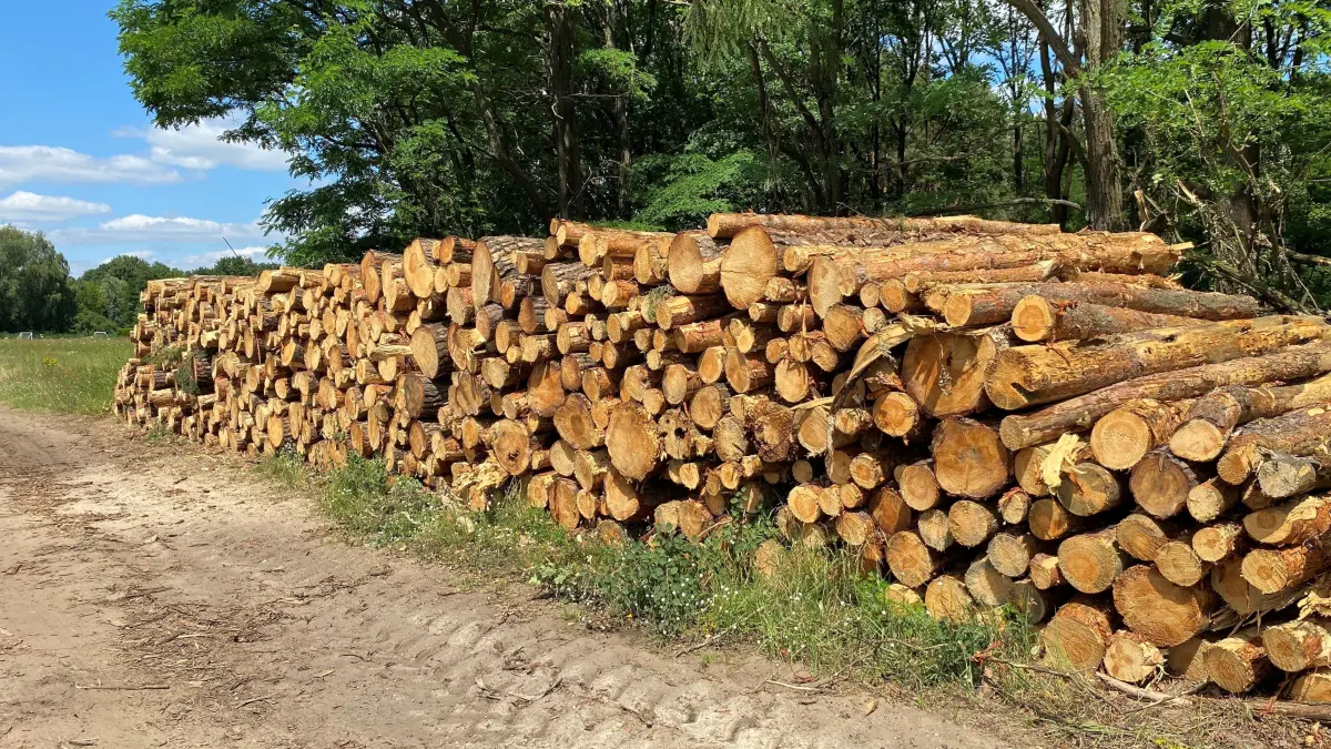 Liegen am Waldweg in Vogelsang: zum Abtransport aufgeschichtete Stämme