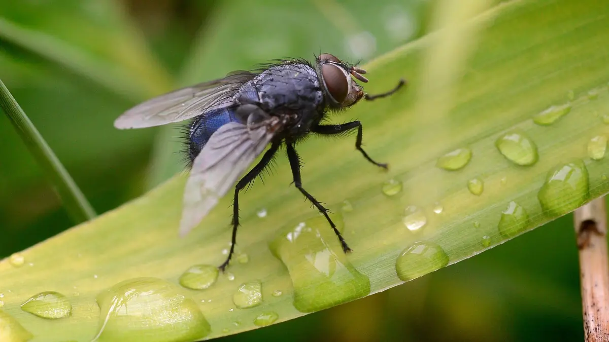Mediennummer32469795BeschreibungEine Fliege sitzt am Freitag (29.06.2012) in einem Garten in Hannover auf einem mit Regentropfen bedeckten Blatt eines Bambus. Laut meteorologischer Vorhersage wird das Wetter in Niedersachsen und Bremen eine Mischung aus Gewitter, Regen, Sonne und einer Temperatur bis 28 Grad. Foto: Peter Steffen dpa/lni ++Service+++ dpa-Bildfunk +++Aufnahmedatum29.06.2012Bildnachweispicture alliance / dpa | Peter SteffenBesondere Hinweise-ReleaseModel release nicht verfügbarVerwendungZur redaktionellen Verwendung. Nicht-redaktionelle Verwendung nach Absprache.