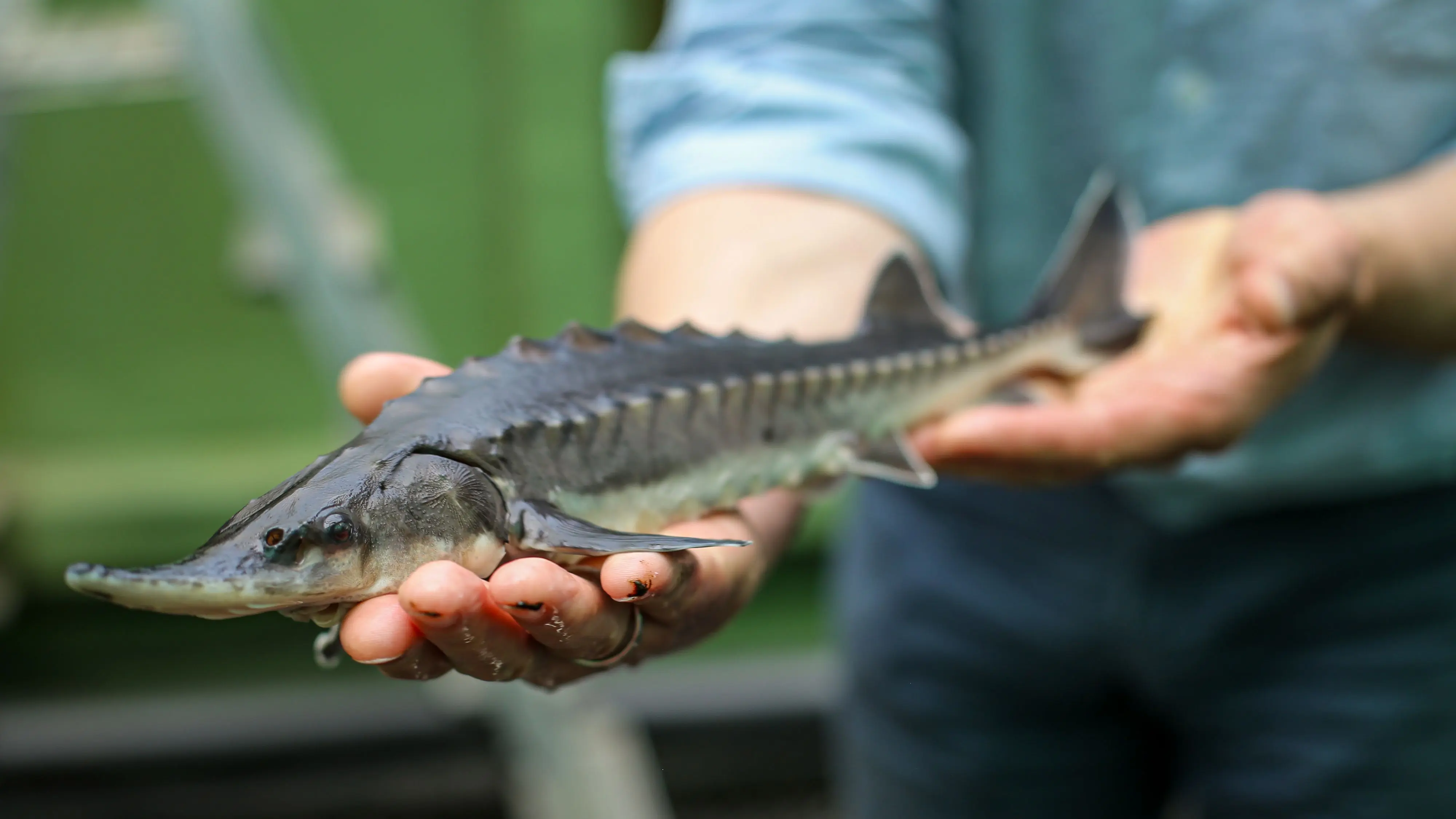 Fischsterben in der Oder: Baltischer Stör – wieso der Fisch wichtig für ...