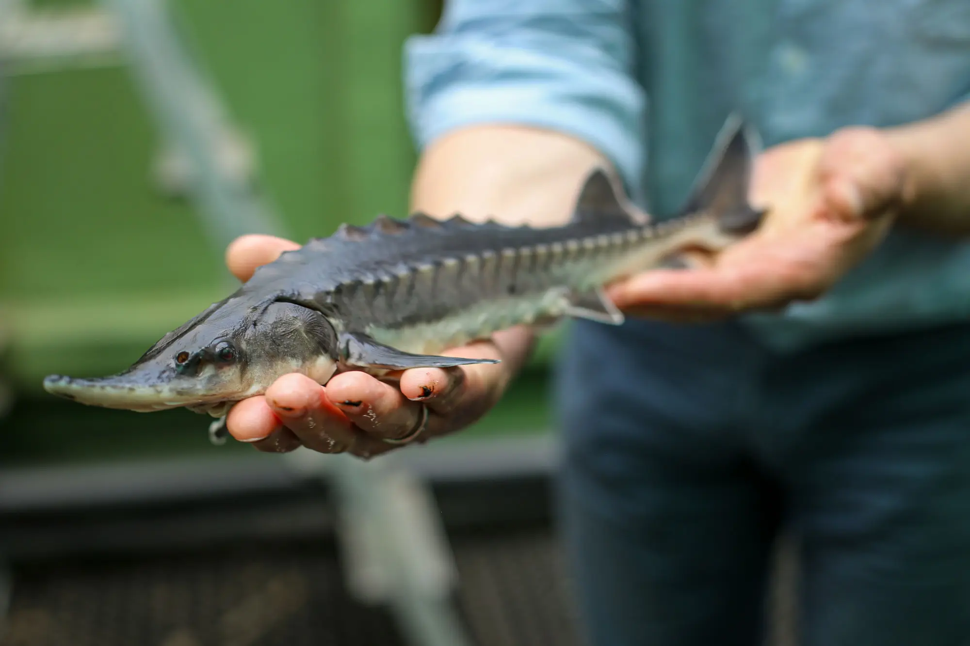 Fischsterben in der Oder: Baltischer Stör – wieso der Fisch wichtig für ...
