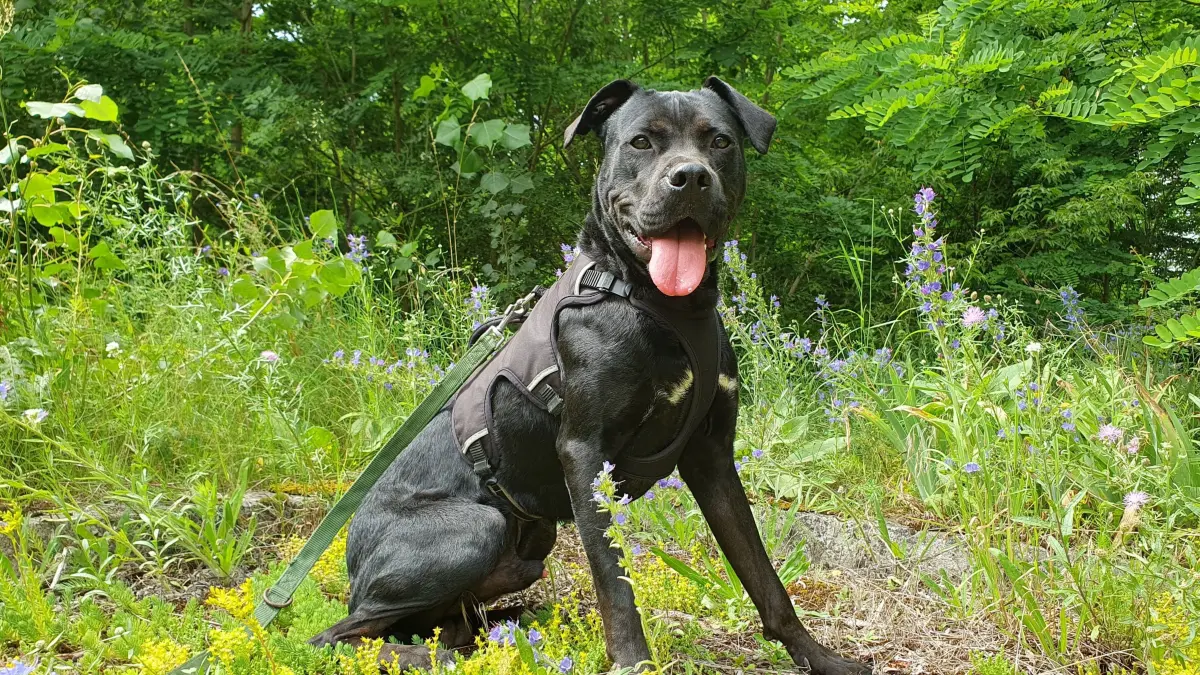 Das neueste Foto von Hund Wotan aus Beeskow, aufgenommen im Tierheim am See in Eisenhüttenstadt.