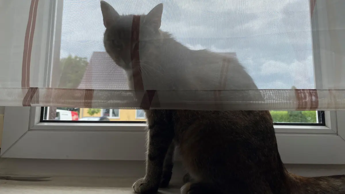 Katzenauge sei wachsam auf dem Lieblingsplatz auf dem Fensterbrett: Dort hat Lilly die Friedhofstraße von Manschnow gut im Blick.
