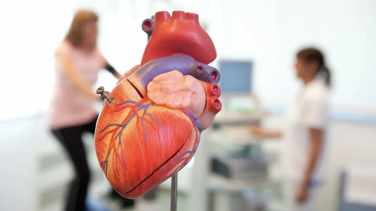 Mit steigendem Alter sollte die Herzgesundheit immer im Blick bleiben.