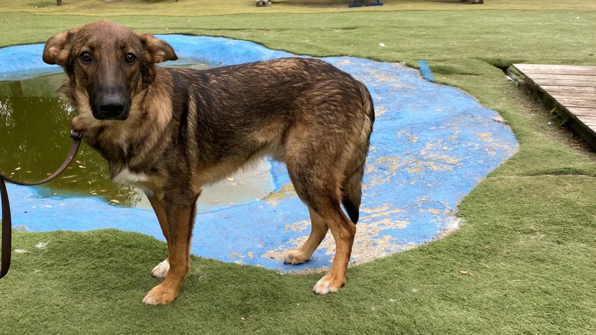 Mixi ist ein zweijähriger Mischling aus Bulgarien. Der Rüde lebt seit einem Monat im Tierheim Eisenhüttenstadt an der Oderlandstraße. Er wartet auf ein neues Zuhause.