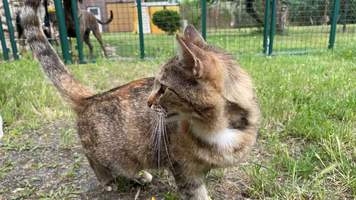 Hat ihre Hunde im Griff: Freigängerin Lilly verträgt sich gut mit den beiden Hündinnen Lara und Betty.