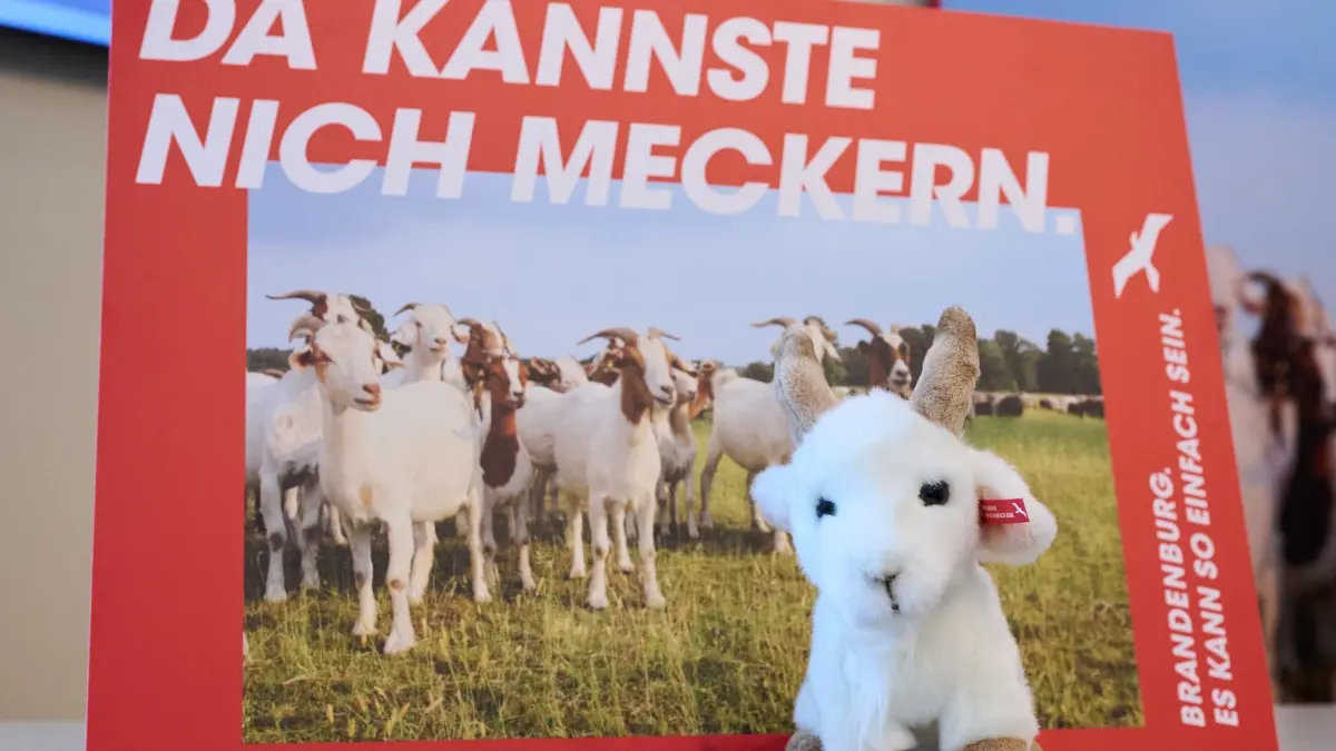 Kampagne für Brandenburg „Da kannste nich meckern“: 12.07.2024, Brandenburg, Potsdam: Ein Ziegen-Plüschtier steht vor einem Plakat mit der Aufschrift «Da kannste nich meckern» in der Staatskanzlei. Das Land Brandenburg stellt in Potsdam die neue Kampagne «Da kannste nich meckern» vor. Foto: Annette Riedl/dpa - ACHTUNG: Nur zur redaktionellen Verwendung im Zusammenhang mit einer Berichterstattung über diese Kampagne und nur mit vollständiger Nennung des vorstehenden Credits +++ dpa-Bildfunk +++