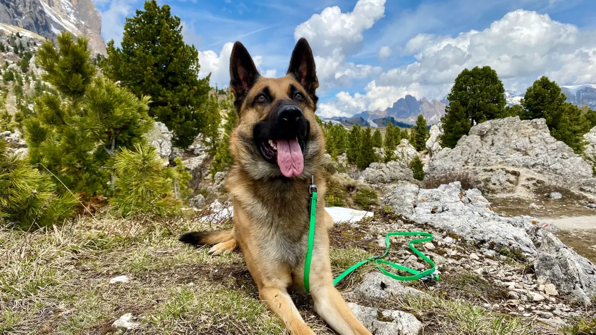 Ares, ein belgischer Schäferhund, macht Urlaub in Südtirol, Italien. Dort gibt es für den Rüden viel zu entdecken.
