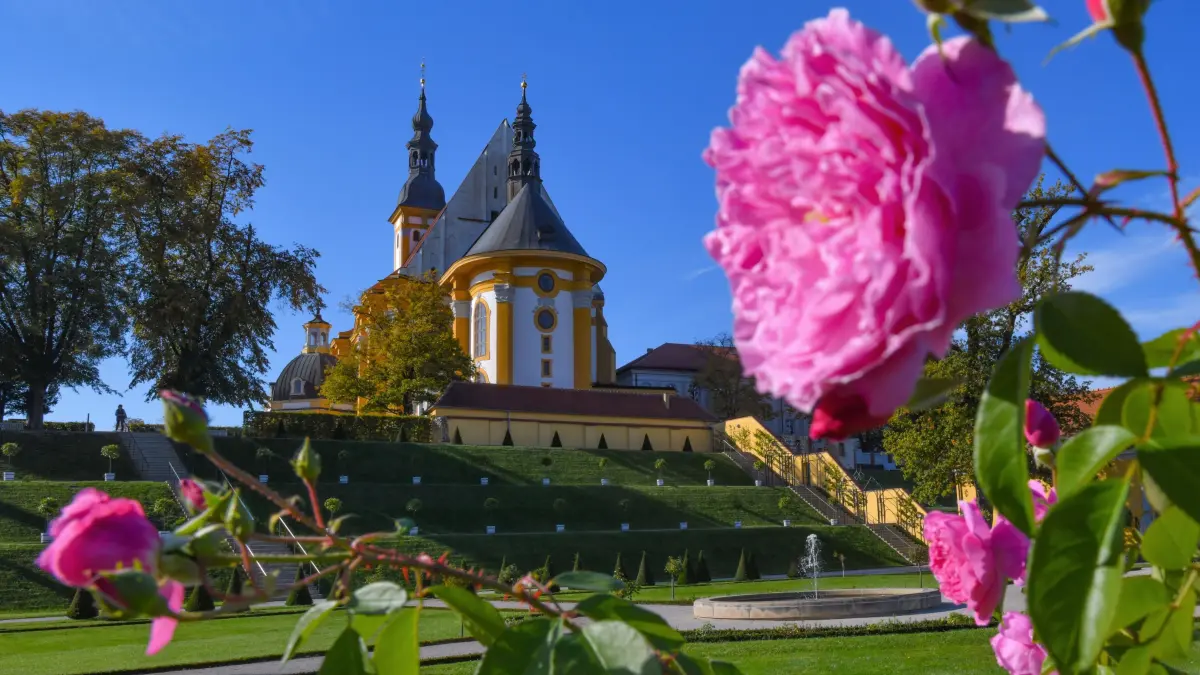 10.10.2018, Brandenburg, Neuzelle: Rosen blühen im Klostergarten vor der katholischen Kirche vom Kloster Neuzelle. Die Anlage des Zisterzienserklosters in Neuzelle (Oder-Spree) wird in diesem Jahr 750 Jahre alt. Das Kloster Neuzelle, rund zehn Kilometer südlich von Eisenhüttenstadt, ist das einzige vollständig und einschließlich der Außenanlagen erhaltene Zisterzienserkloster Brandenburgs und eine der wenigen unzerstörten Klosteranlagen in Deutschland und Europa. Die Geschichte des Klosters Neuzelle begann am 12. Oktober 1268. Foto: Patrick Pleul/dpa-Zentralbild/ZB +++ dpa-Bildfunk +++