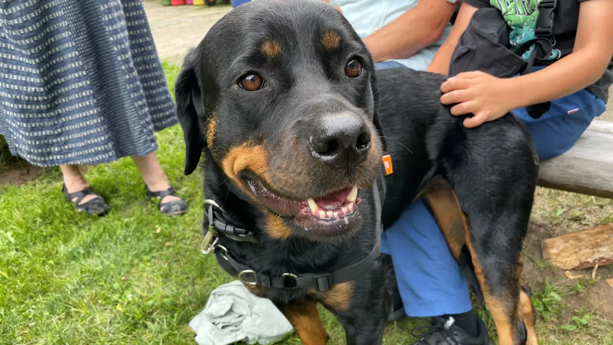 Rottweilerdame Atlanta wird aus dem Tierheim in Fürstenwalde abgeholt.