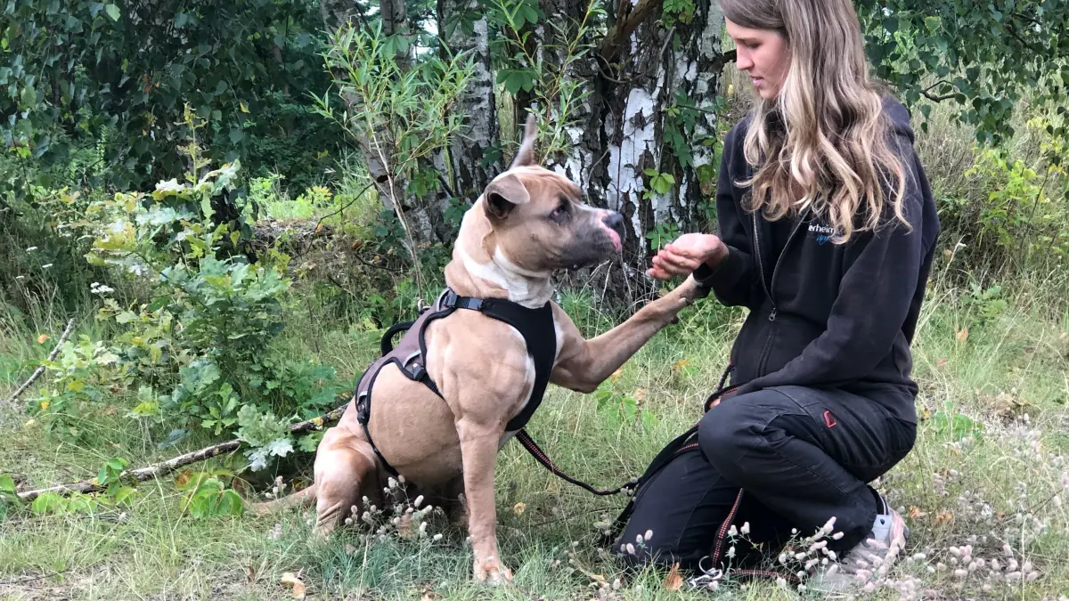 Toffee, American Staffordshire, im Tierheim am See in Eisenhüttenstadt, hier mit Lisa-Marie Sommer